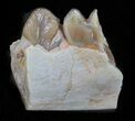 Oligocene Ruminant (Leptomeryx) Jaw Section #60979-2